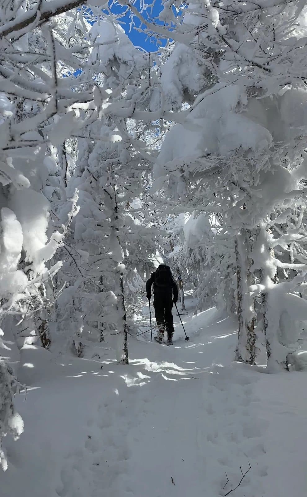 Ski touring up a trail through snow-laden trees